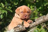 DOGUE DE BORDEAUX 447